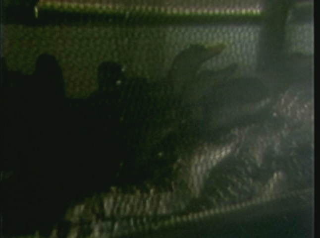 Thumbnail image for TM255 alligator aquaculture